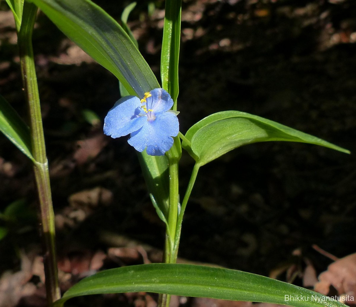 Commelina appendiculata C.B.Clarke